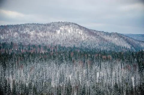 Dense coniferous forest. a large pine Park. much snow Stock Photos