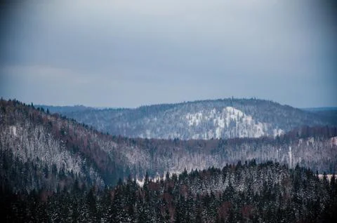 Dense coniferous forest. a large pine Park. much snow Stock Photos