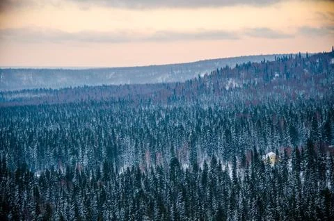 Dense coniferous forest. a large pine Park. much snow Foto stock