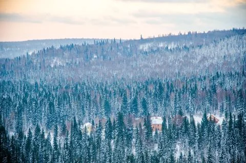 Dense coniferous forest. a large pine Park. much snow Stock Photos
