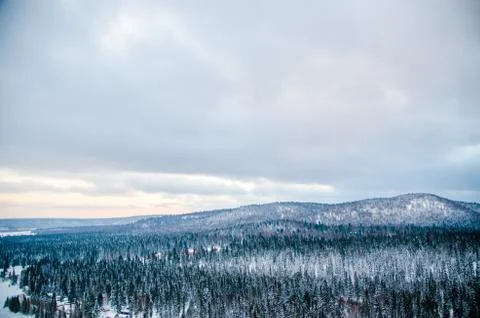 Dense coniferous forest. a large pine Park. much snow Stock Photos