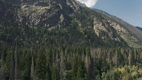 Dense coniferous forest of mountains. Drone video. Stock Footage 249928959