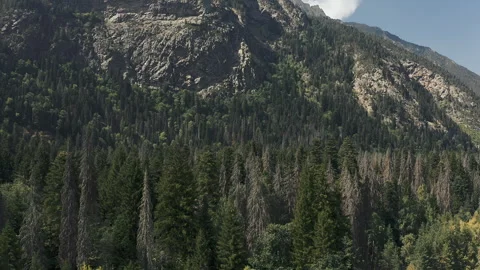 Dense coniferous forest of mountains Stock Footage 249928985