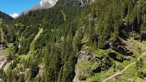 Dense Coniferous Forest Slope on Alpine Mountain Ridge Stock Footage 343672773