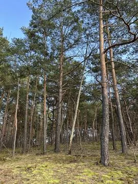 Dense Coniferous Forest With Tall Pine Trees. Stock Photos