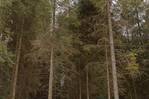 Dense coniferous forest with tall pine and spruce trees Stock Photos