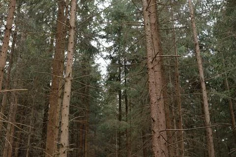 Dense coniferous forest with tall pine trees and dry branches Stock Photos