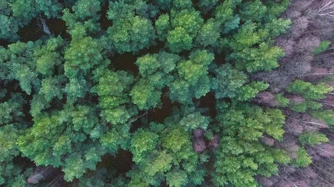 Dense coniferous forest top view aerial photography - a dense pine forest - 001 Stock Footage 73824110