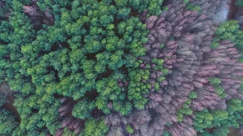 Dense coniferous forest top view aerial photography - a dense pine forest - 003 動画素材 73824222
