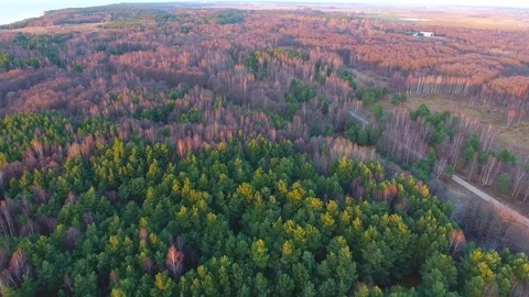 Dense coniferous forest top view aerial photography - a dense pine forest - 002 스톡 동영상 73824277