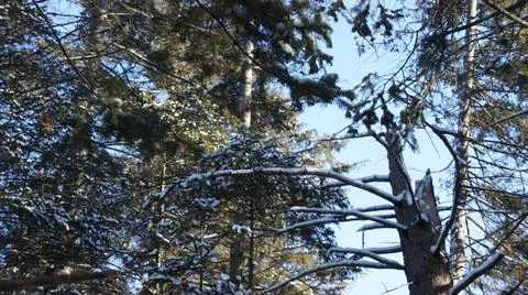 Dense coniferous forest, tree crowns, winter in the forest Stock Photos