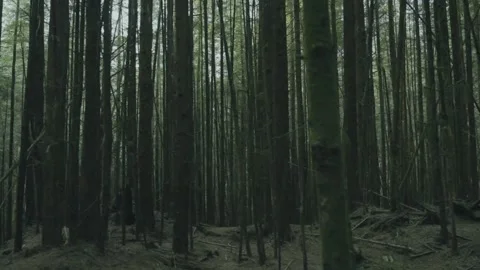 Dense Coniferous Forest Trunks in Pacific Northwest Rainforest Stock Footage 341435502