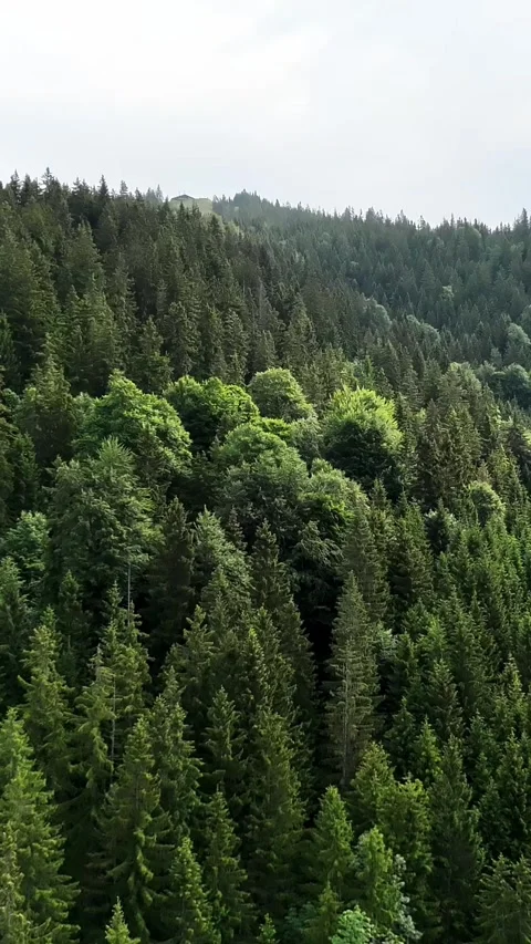 Dense coniferous forest under a cloudy sky Stock Footage 346784538