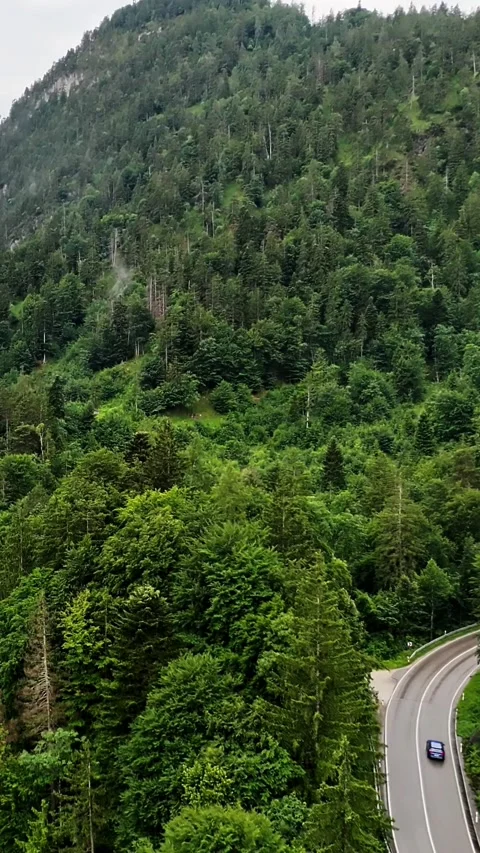 Dense coniferous forest under a cloudy sky Stock Footage 346785289