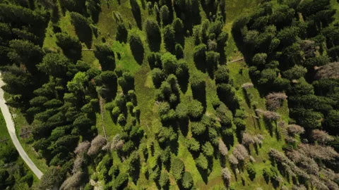 Dense Coniferous Forest With A Winding Dirt Road In Tre Cime Di Lavaredo Vídeo Stock 347127716