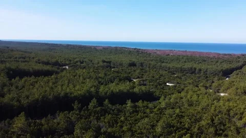 Dense coniferous forests of the Curonian Spit, drone view Stock-Footage 194023715