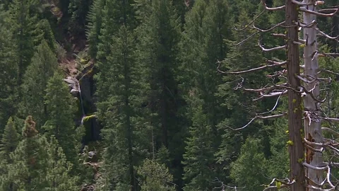 Dense Coniferous Forests Of Eldorado National Forest In Sierra Nevada Vidéo 331603703