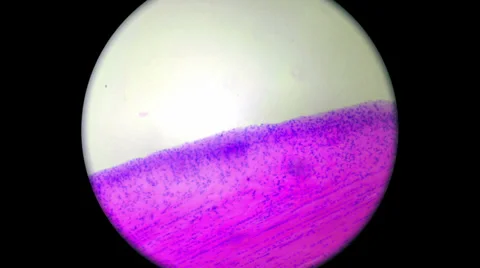 Dense Connective Tissue 800x 1000x 2000x Stock Footage 39805864