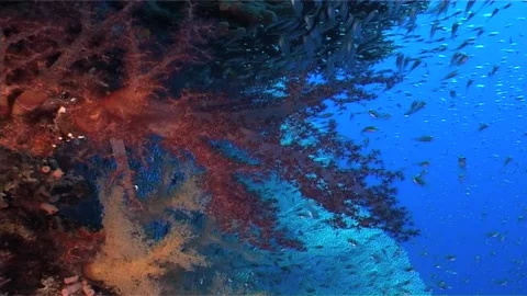 Dense Coral Clusters on Reef Edge With Fishes Stock Footage 300167365