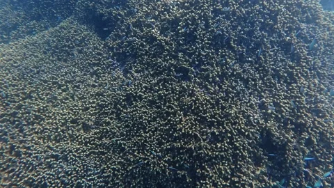 Dense coral covers the seabed 動画素材 346755994