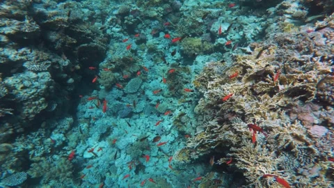 Dense coral reef formation with red small reef fish in clear water of the Red Se Video stock 327947526