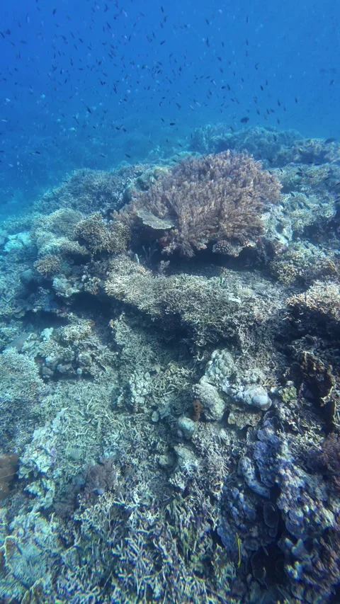 Dense coral reef with many small reef fishes underwater 스톡 동영상 325565250
