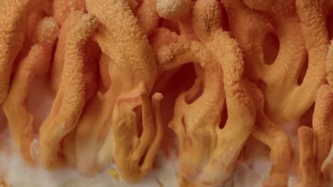 Dense Cordyceps Growth with Visible Micro Texture Stock Footage 331572949