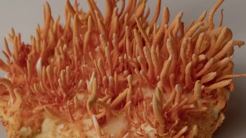 Dense Cordyceps Structures Shown in Detailed Close-Up Vídeos de archivo 331568052