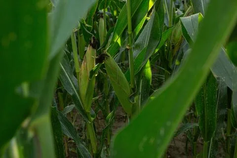 Dense Corn Field Foliage with Emerging Silk Stock Photos