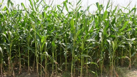 Dense Corn Field Stock-Footage 333966717