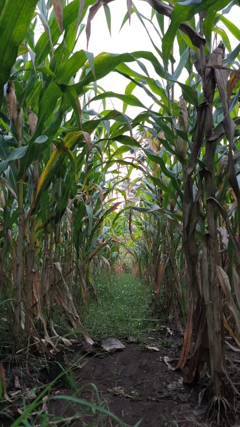 Dense corn plantation Video stock 336545284