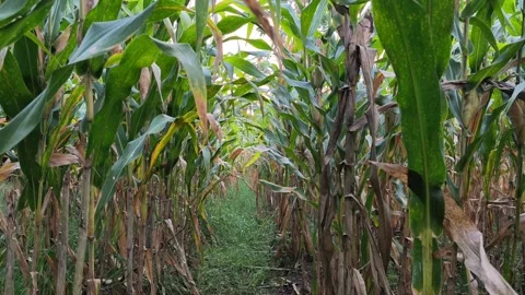 Dense corn plantation Video stock 336545342