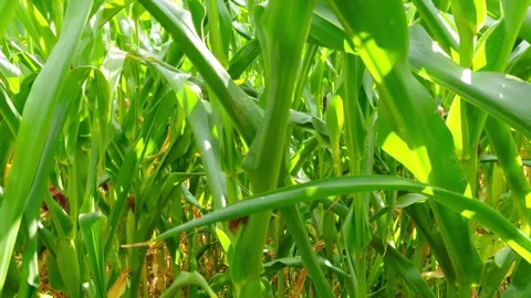 Dense corn plantation with green maize stalks. Lush crop rows filling cultivated Stock Footage 341334089