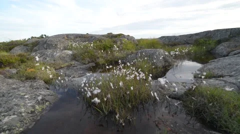 Dense cotton-grass swinging in the wind Stock Footage 55725012