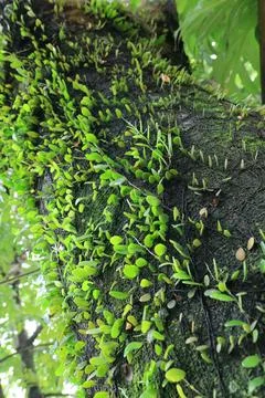 Dense Creeper Spread on Tropical Timber Stock Photos