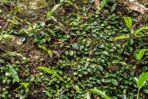 Dense creeping vine foliage texture background on a weathered stone wall surf Stock Photos