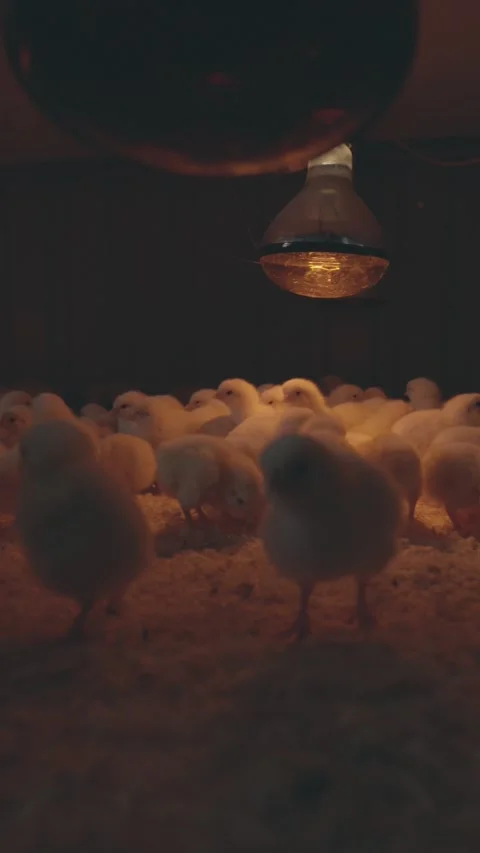A dense crowd of day-old broiler chicks, standing on bedding Stock Footage 317946784