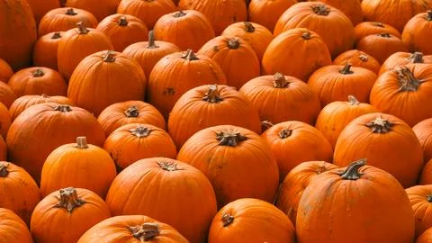 A dense crowd of medium and large orange pumpkins closely packed together Stock Photos
