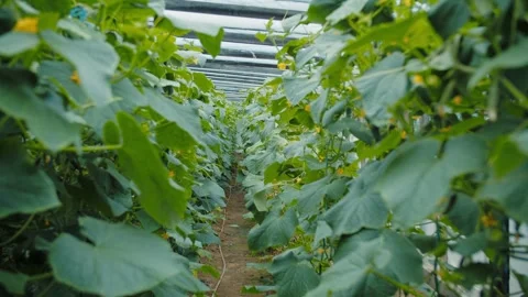 Dense cucumber plantation inside modern greenhouse Stock Footage 313740752