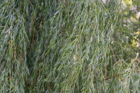Dense curtain of drooping willow branches fills frame, showing long narrow gr Stock Photos
