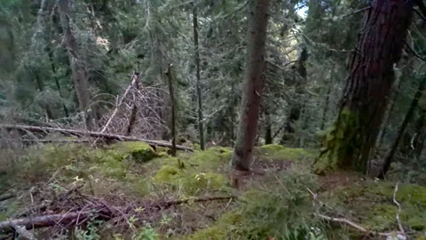 Dense dark forest blue sky and lake openings through Stock Footage 254151372