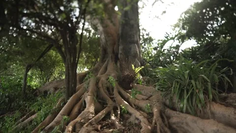 Dense Dark Forest Interior Kenya Highlands Stock Footage 333217380
