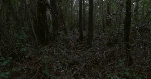 Dense dark forest with thick undergrowth on wet, rainy day in autumn. Pan up. Stock Footage 118237265