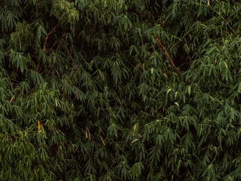 Dense Dark Green Bamboo Foliage Texture with Twisted Branches Stock Photos