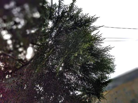Dense dark green pine tree branches silhouetted against a bright over.. Stock Photos