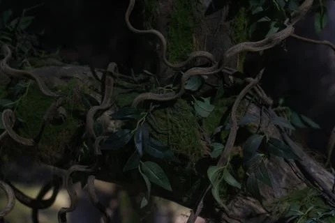 Dense dark scene showing twisting vines and foliage with moss on a rough surf Stock Photos