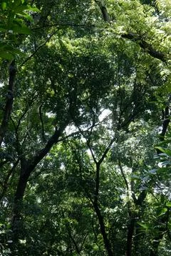 Dense Dark Tropical Canopy Viewed from Below Stock Photos