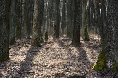 Dense deciduous forest in backlight Stock Photos