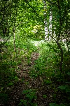 Dense deciduous forest Stock Photos