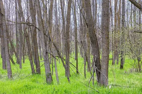 Dense Deciduous Forest With Young Green Grass and Bare Branches in Early Spri Stock Photos